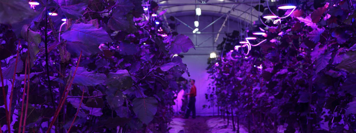 LED grow lights
