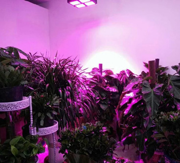 Lámparas LED Cultivo